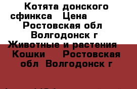 Котята донского сфинкса › Цена ­ 3 000 - Ростовская обл., Волгодонск г. Животные и растения » Кошки   . Ростовская обл.,Волгодонск г.